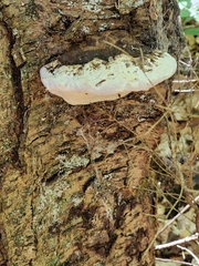 Fomitopsis ochracea