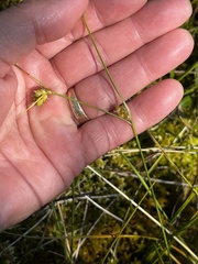 Carex oligosperma