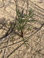 Artemisia campestris caudata