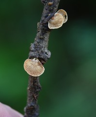 Deconica horizontalis