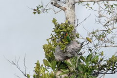 Cyclopsitta gulielmitertii