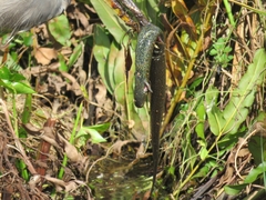 Siren lacertina