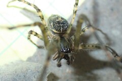 Metleucauge eldorado