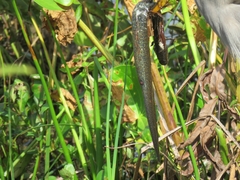 Siren lacertina