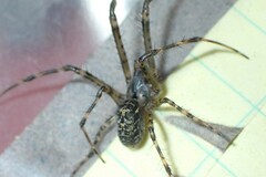 Metleucauge eldorado