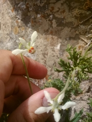 Blumenbachia insignis