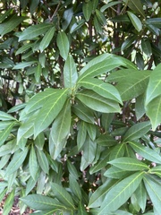 Prunus laurocerasus