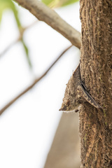 Rhynchonycteris naso