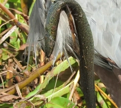 Siren lacertina