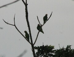 Brotogeris jugularis