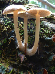 Mycena overholtsii