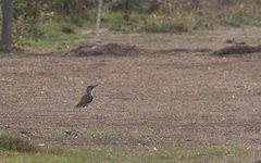 Picus viridis