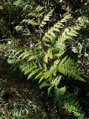 Pteridium aquilinum pubescens