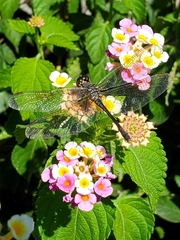 Erythrodiplax berenice