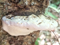 Fomitopsis ochracea