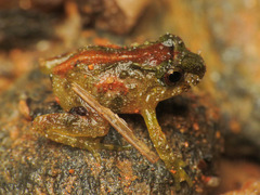 Pristimantinae