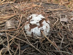 Reticularia lycoperdon