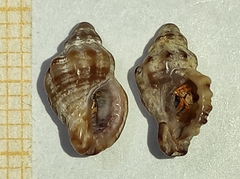 Ocenebra edwardsii