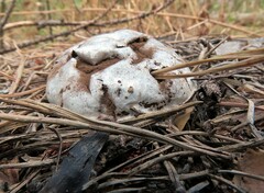 Reticularia lycoperdon