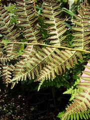 Pteridium aquilinum pubescens