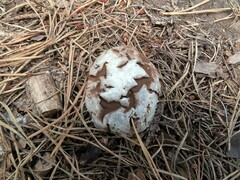 Reticularia lycoperdon