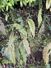 Blechnum chambersii