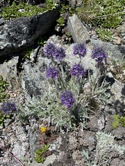 Phacelia sericea