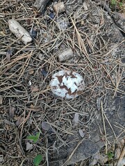 Reticularia lycoperdon