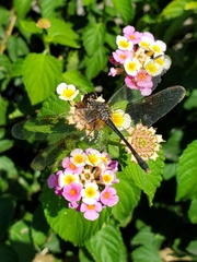 Erythrodiplax berenice