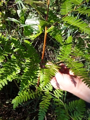 Pteridium aquilinum pubescens