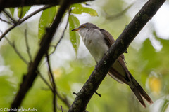 Coccyzus americanus
