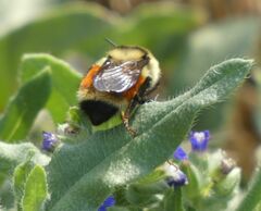 Bombus huntii