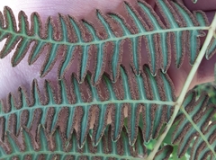 Pteridium aquilinum pubescens