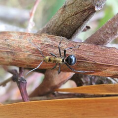 Polyrhachis semiaurata