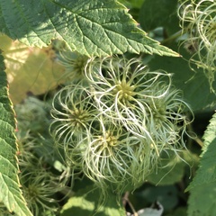 Clematis vitalba