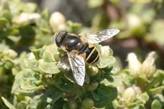 Eristalis hirta