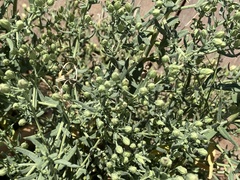 Brickellia eupatorioides