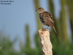 Toxostoma cinereum