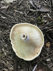Lactarius