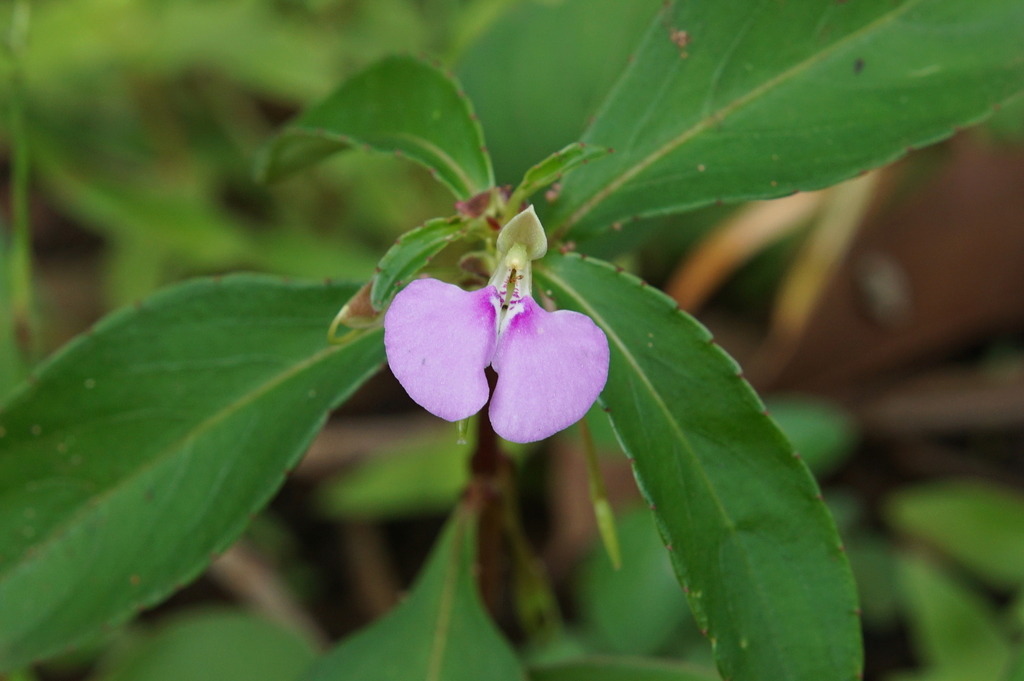 Lesser Balsam