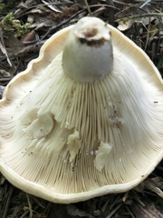 Lactarius