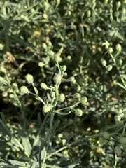 Brickellia eupatorioides