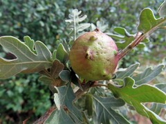 Andricus quercustozae