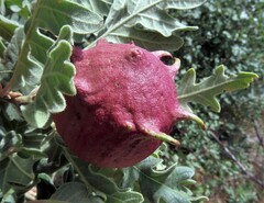 Andricus quercustozae