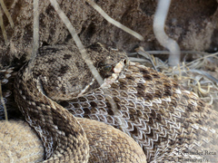 Crotalus ruber