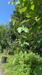 Ampelopsis glandulosa