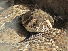 Crotalus ruber