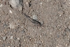 Archaeognatha
