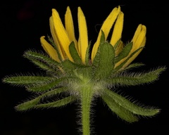 Rudbeckia hirta