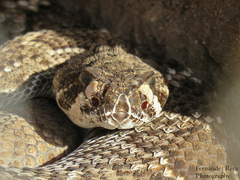 Crotalus ruber